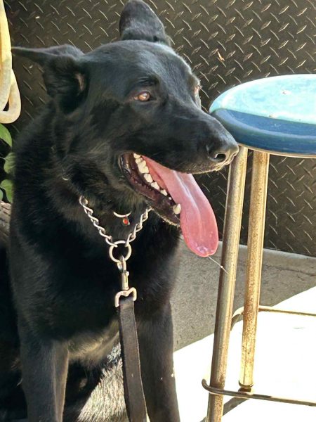 Rocky is our new male in the Select Solid Black German Shepherds pack Rocky is our new male in the Select Solid Black German Shepherds pack