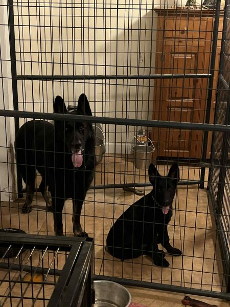 Esmerelda is our new female in the Select Solid Black German Shepherds pack Esmerelda is our new female in the Select Solid Black German Shepherds pack